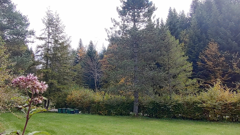 IMG_20251018_125433506_HDR.jpg